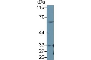 Detection of IRF5 in RAW264. (IRF5 antibody  (AA 3-250))