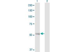 Western Blot analysis of TXNRD1 expression in transfected 293T cell line by TXNRD1 MaxPab polyclonal antibody. (TXNRD1 antibody  (AA 1-497))