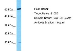 Host: Rabbit Target Name: S100Z Sample Type: Hela Whole Cell lysates Antibody Dilution: 1.