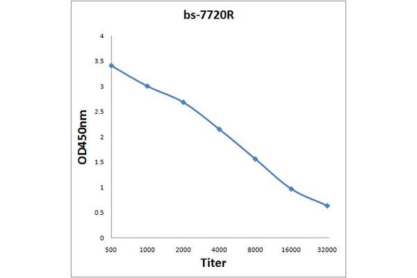 DSCC1 antibody  (AA 301-393)