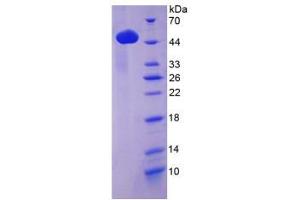 SDS-PAGE analysis of Mouse Lp-PLA2 Protein. (PLA2G7 Protein)