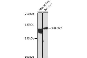 Western blot analysis of extracts of various cell lines, using SH Rabbit pAb (ABIN7270275) at 1:1000 dilution. (SHANK2 antibody)