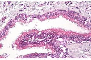 RAP2A antibody  (AA 140-190)
