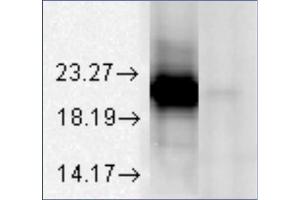 Western blot analysis of Alpha A Crystallin in bovine tissues at a 1/1000 dilution of AM12021PU. (CRYAA antibody)