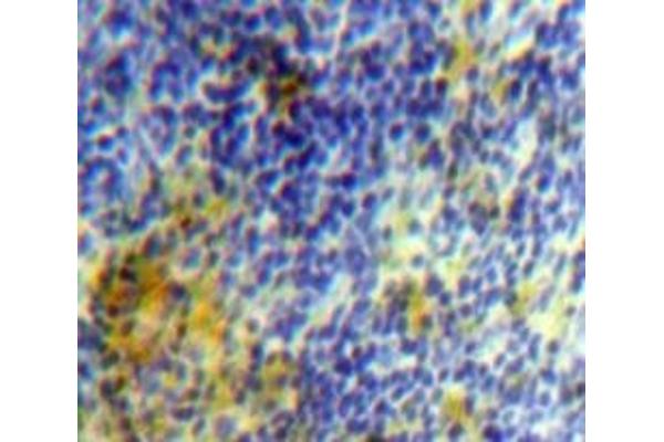 VEGF121 antibody  (AA 27-146)