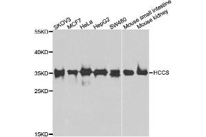 Western blot analysis of extracts of various cell lines, using HCCS antibody. (HCCS antibody)