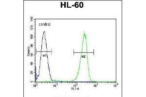Flow cytometric analysis of HL-60 cells (right histogram) compared to a negative control cell (left histogram). (KIAA1586 antibody  (N-Term))