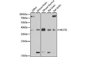Western blot analysis of extracts of various cell lines, using MLST8 antibody (ABIN6292736) at 1:1000 dilution. (GBL antibody)