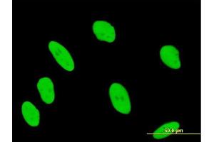 Immunofluorescence of purified MaxPab antibody to ANP32B on HeLa cell. (ANP32B antibody  (AA 1-251))