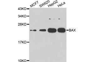 Western blot analysis of extracts of various cell lines, using BAX antibody (ABIN5975845) at 1/1000 dilution. (BAX antibody)
