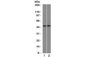 Western blot testing of 1) ThP1 and 2) Raji cell lysate with FLI1 antibody (clone FLVI1-1). (FLI1 antibody  (AA 107-216))