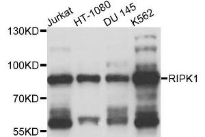 Western blot analysis of extracts of various cell lines, using RIPK1 antibody (ABIN4905010) at 1:1000 dilution. (RIPK1 antibody)
