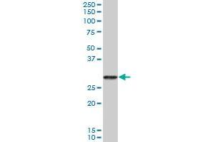 PRSS2 MaxPab polyclonal antibody. (PRSS2 antibody  (AA 1-239))