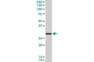 PRSS2 MaxPab polyclonal antibody. (PRSS2 antibody  (AA 1-239))