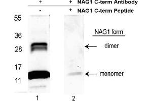 Image no. 1 for anti-Growth Differentiation Factor 15 (GDF15) (C-Term) antibody (ABIN453961) (GDF15 antibody  (C-Term))
