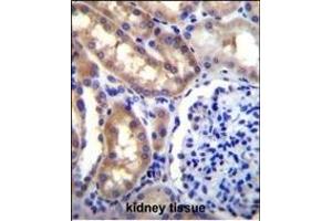 SH2D4A Antibody (N-term) (ABIN655988 and ABIN2845372) immunohistochemistry analysis in formalin fixed and paraffin embedded human kidney tissue followed by peroxidase conjugation of the secondary antibody and DAB staining. (SH2D4A antibody  (N-Term))