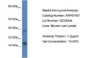 Western Blotting (WB) image for anti-LYR Motif Containing 4 (LYRM4) (Middle Region) antibody (ABIN2787212) (LYRM4 antibody  (Middle Region))