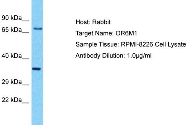 OR6M1 antibody  (C-Term)