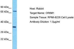 Host: Rabbit Target Name: OR6M1 Sample Type: RPMI-8226 Whole Cell lysates Antibody Dilution: 1. (OR6M1 antibody  (C-Term))