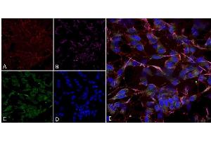 Immunocytochemistry/Immunofluorescence analysis using Mouse Anti-HCN2 Monoclonal Antibody, Clone S71-37 (ABIN2481388).