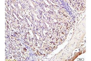 Formalin-fixed and paraffin embedded mouse stomach tissue labeled with Anti-Phospho-IRF3 (Ser396) Polyclonal Antibody, Unconjugated  at 1:200 followed by conjugation to the secondary antibody and DAB staining (IRF3 antibody  (pSer396))