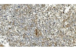 IHC analysis of Carbonic Anhydrase 13/CA13 using anti-Carbonic Anhydrase 13/CA13 antibody (ABIN7603164). (CA13 antibody  (N-Term))