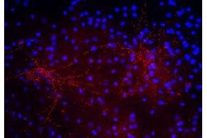 Immunostaining of 40DIV cultured rat cortical neurons showing punctate labeling of synaptophysin in red and DNA in blue. (Synaptoporin antibody  (C-Term))