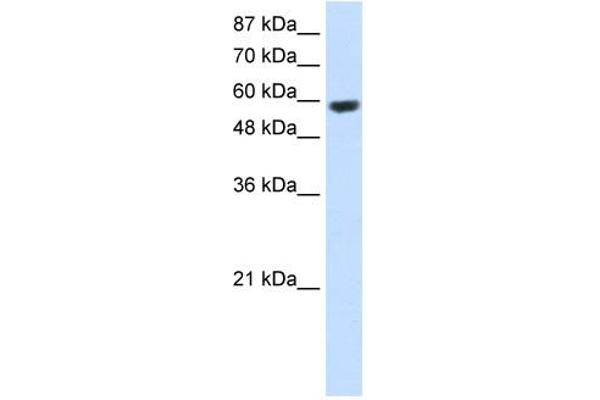 RNF14 antibody  (C-Term)