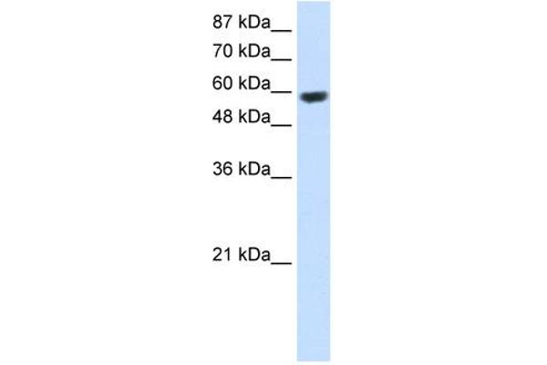 RNF14 antibody  (C-Term)