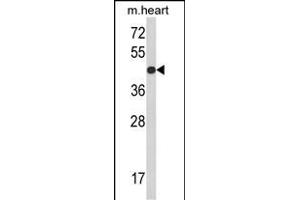Western blot analysis of RGP1 Antibody (C-term) (ABIN390945 and ABIN2841138) in mouse heart tissue lysates (35 μg/lane). (RGP1 antibody  (C-Term))