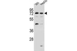 Western Blotting (WB) image for anti-GTPase, IMAP Family Member 8 (GIMAP8) antibody (ABIN2997226) (GIMAP8 antibody)