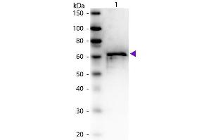 Western Blot of Rabbit anti-Bovine Serum Albumin antibody. (BSA antibody)