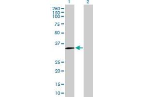 Western Blot analysis of SLC39A13 expression in transfected 293T cell line by SLC39A13 MaxPab polyclonal antibody. (SLC39A13 antibody  (AA 1-364))