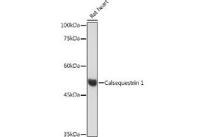 Western blot analysis of extracts of Rat heart, using Calsequestrin 1 Rabbit mAb (ABIN7266045) at 1:500 dilution. (Calsequestrin antibody)