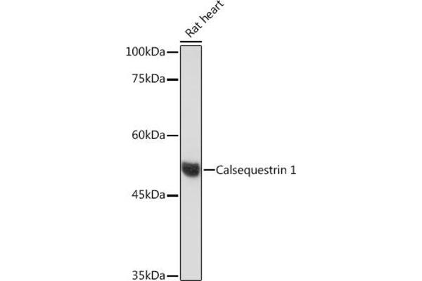Calsequestrin 抗体