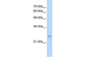 Western Blotting (WB) image for anti-Immediate Early Response 2 (IER2) antibody (ABIN2460942) (IER2 antibody)