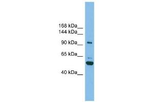 SH3BP4 antibody used at 1 ug/ml to detect target protein. (SH3BP4 antibody  (N-Term))