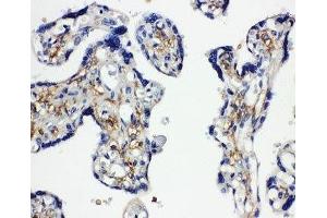 IHC-P: SNAP23 antibody testing of human placenta tissue (SNAP23 antibody  (C-Term))