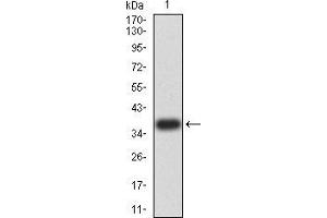 Western blot analysis using LEF1 mAb against human LEF1 (AA: 33-138) recombinant protein.