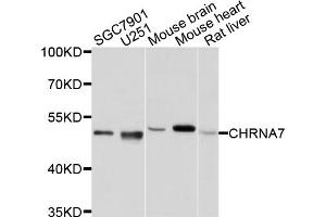 Western blot analysis of extracts of various cell lines, using CHRNA7 antibody (ABIN4903285) at 1:1000 dilution. (CHRNA7 antibody)