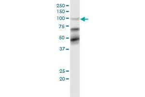 Western Blotting (WB) image for anti-Tripartite Motif Containing 28 (TRIM28) (AA 379-524) antibody (ABIN564396)