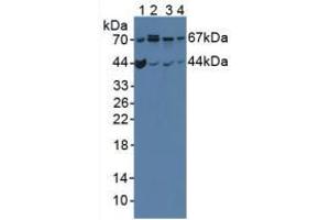 Figure. (OPTN antibody  (AA 1-300))