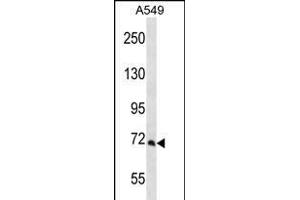 PCCA Antibody (Center) (ABIN656262 and ABIN2845576) western blot analysis in A549 cell line lysates (35 μg/lane). (PCCA antibody  (AA 362-390))