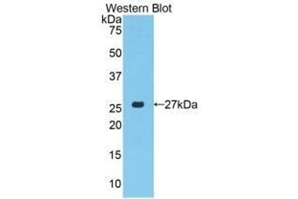 PRTN3 anticorps  (AA 24-249)