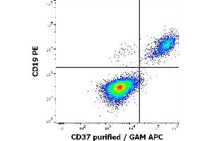 Flow cytometry multicolor surface staining of human lymphocytes stained using anti-human CD37 (MB-1) purified antibody (concentration in sample 0,2 μg/mL, GAM APC) and anti-human CD19 (LT19) PE antibody (20 μL reagent / 100 μL of peripheral whole blood). (CD37 antibody)