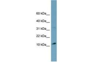 Image no. 1 for anti-Tripartite Motif Containing 36 (TRIM36) (C-Term) antibody (ABIN6743141) (TRIM36 antibody  (C-Term))