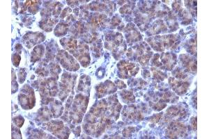 Immunohistochemical staining (Formalin-fixed paraffin-embedded sections) of human pancreas with Golgi complex monoclonal antibody, clone AE-6 . (Golgi Complex antibody)