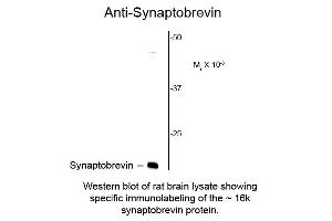 Synaptobrevin (VAMP) antibody