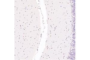 Immunohistochemistry analysis of paraffin embedded mouse cerebellum using Zfpm2 (ABIN7076277) at dilution of 1: 3600 (ZFPM2 antibody)