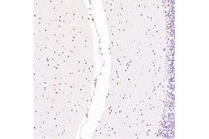 Immunohistochemistry analysis of paraffin embedded mouse cerebellum using Zfpm2 (ABIN7076277) at dilution of 1: 3600